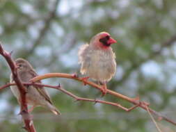 Image of Quelea quelea lathamii (Smith & A 1836)