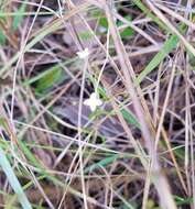 Image of Florida diamondflowers
