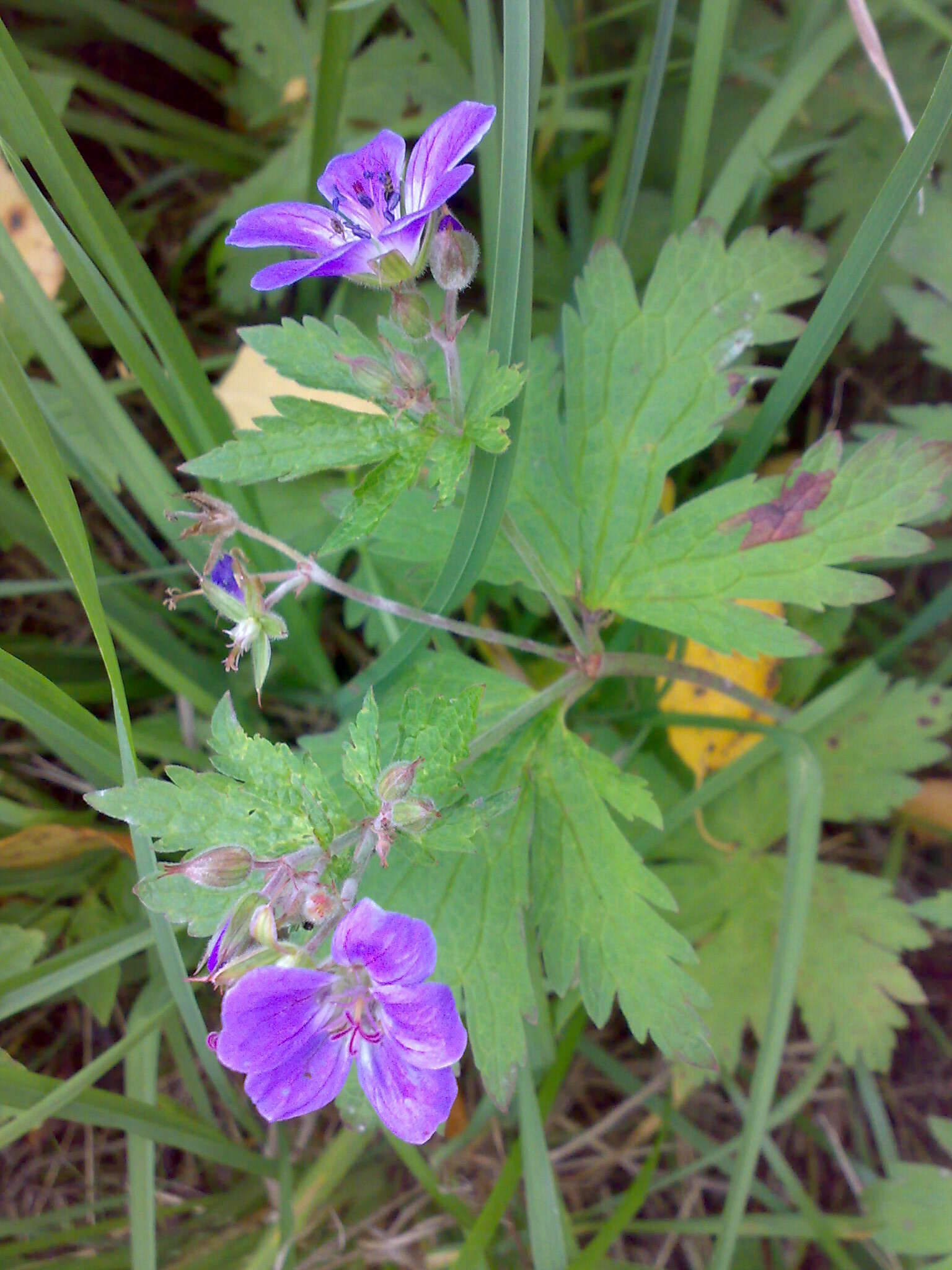 Image of Wood Crane's-bill