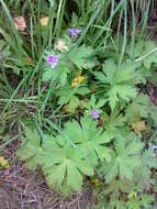 Image of Wood Crane's-bill