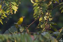 Image of Andaman Bulbul