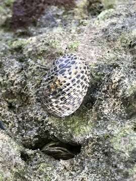 Image of Antillean nerite