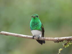 Image of Snowy-bellied Hummingbird