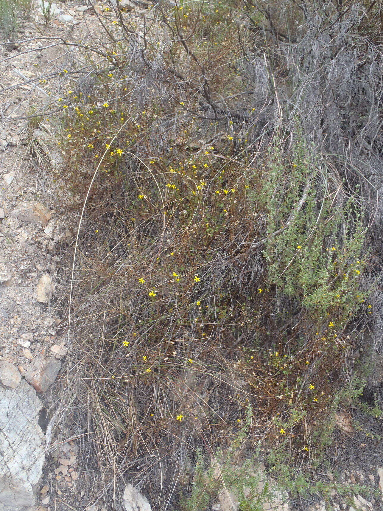 Image of Cineraria lobata subsp. lobata