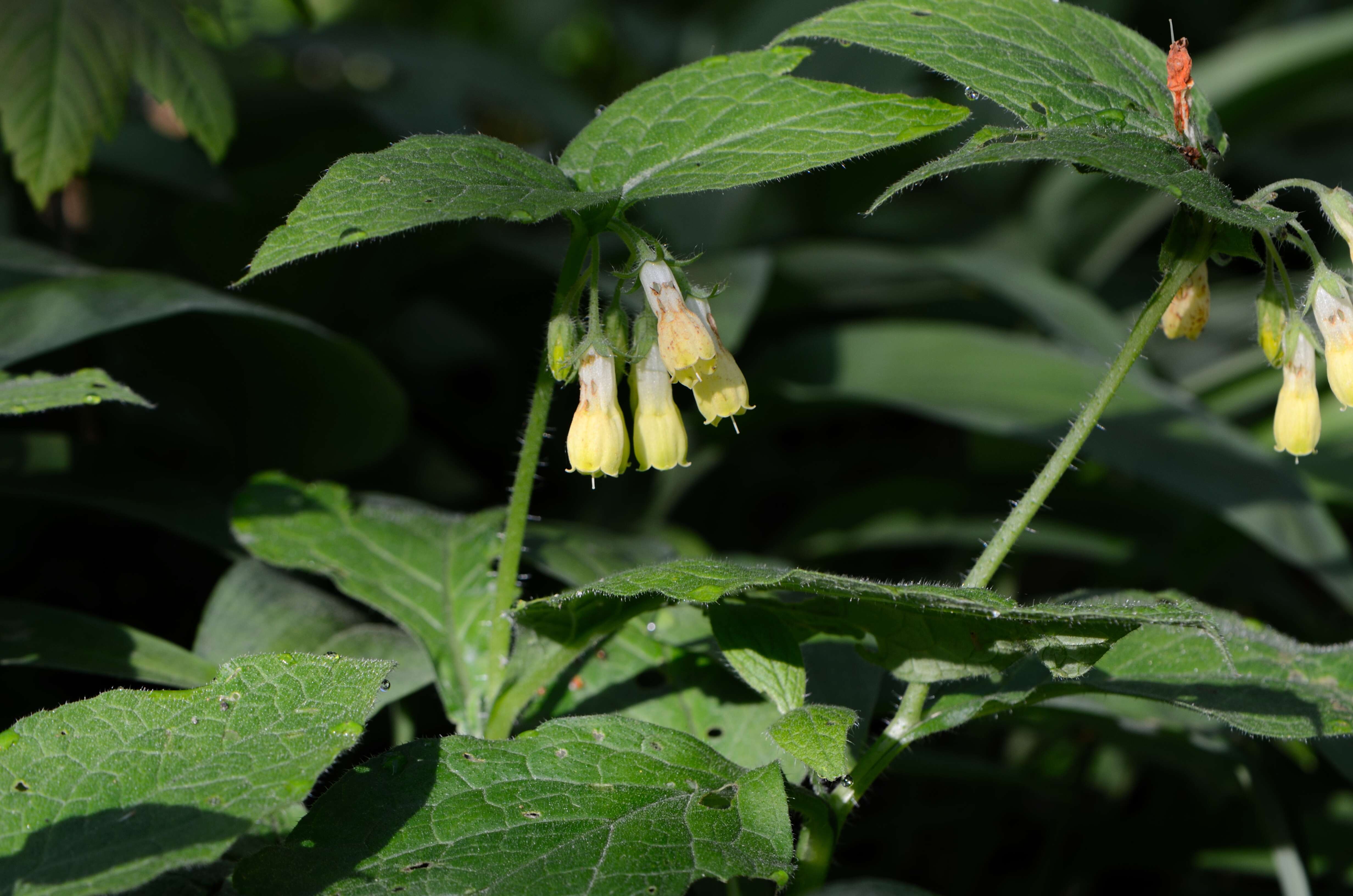 Слика од Symphytum tuberosum L.