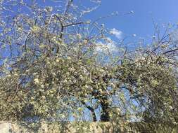 Plancia ëd Pyrus salicifolia Pall.