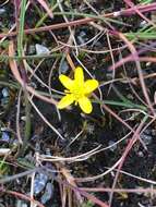 Image of Creeping Spearwort