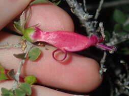 Image of Eremophila maculata (Ker-Gawler) F. Muell.