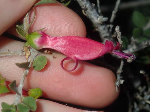 Image of Eremophila maculata (Ker-Gawler) F. Muell.