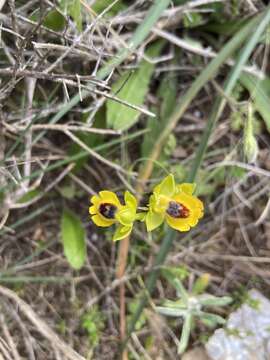 Image of Ophrys lutea subsp. lutea