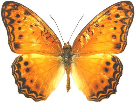 Image of <i>Atella eurytis</i>