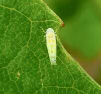 صورة Alconeura (Alconeura) quadrimaculata Lawson 1930