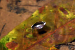 Image of Dineutus longimanus portoricensis Ochs 1924