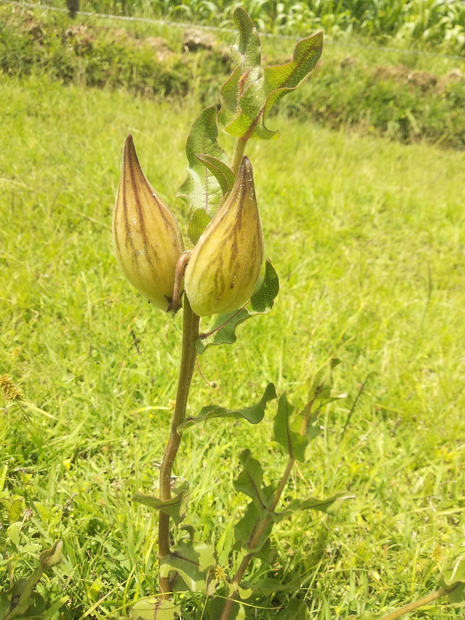 صورة Asclepias contrayerba Sessé & Moc.