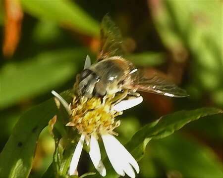 Image of Yellow-shouldered Drone Fly