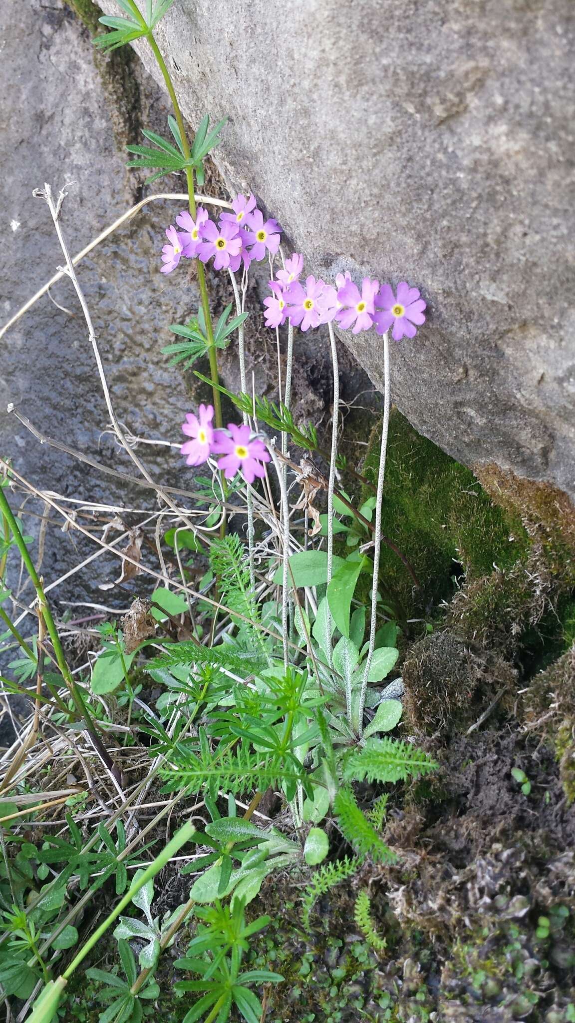 Image of Primula laurentiana Fern.