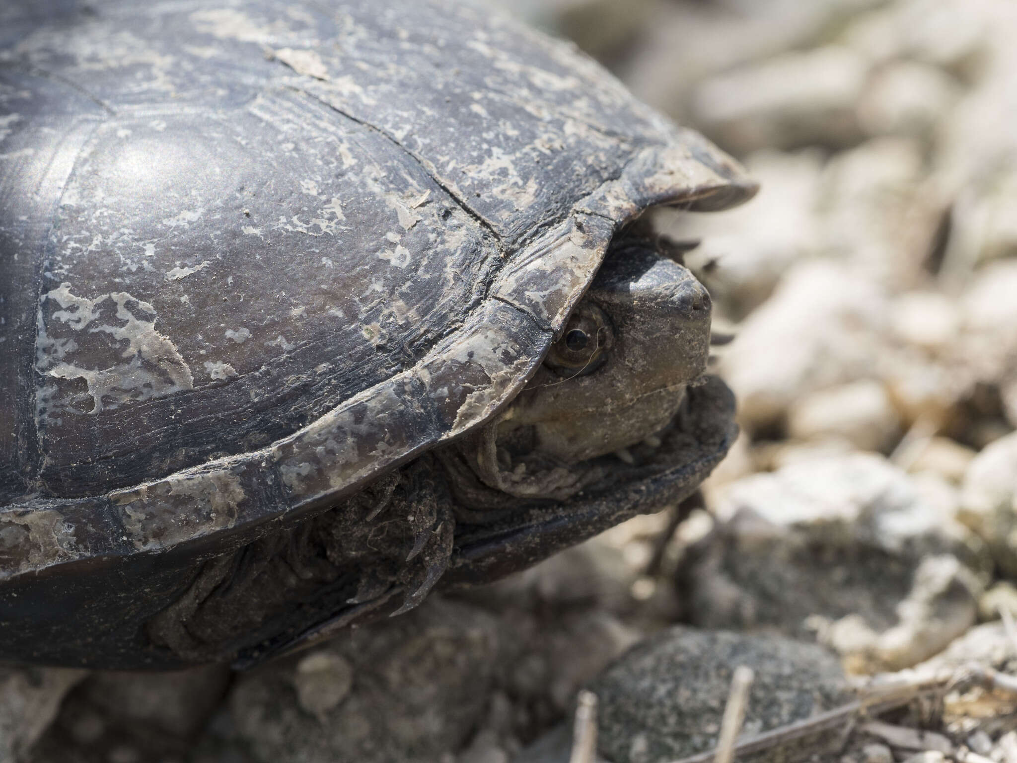 Image of Mississippi mud turtle