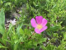 Plancia ëd Rosa virginiana subsp. virginiana