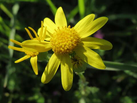 Image of eastern groundsel