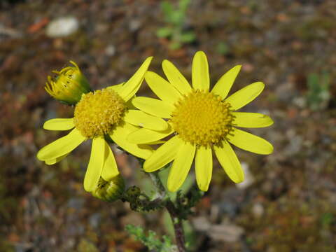 Image of eastern groundsel