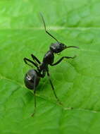 Image of SIlky Ant