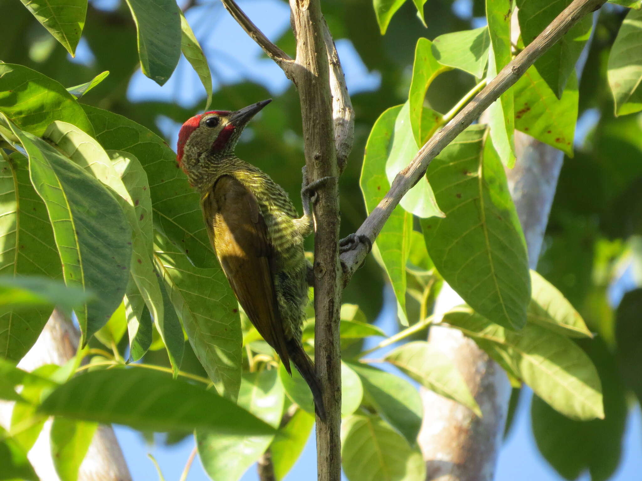 Image of Golden-olive Woodpecker