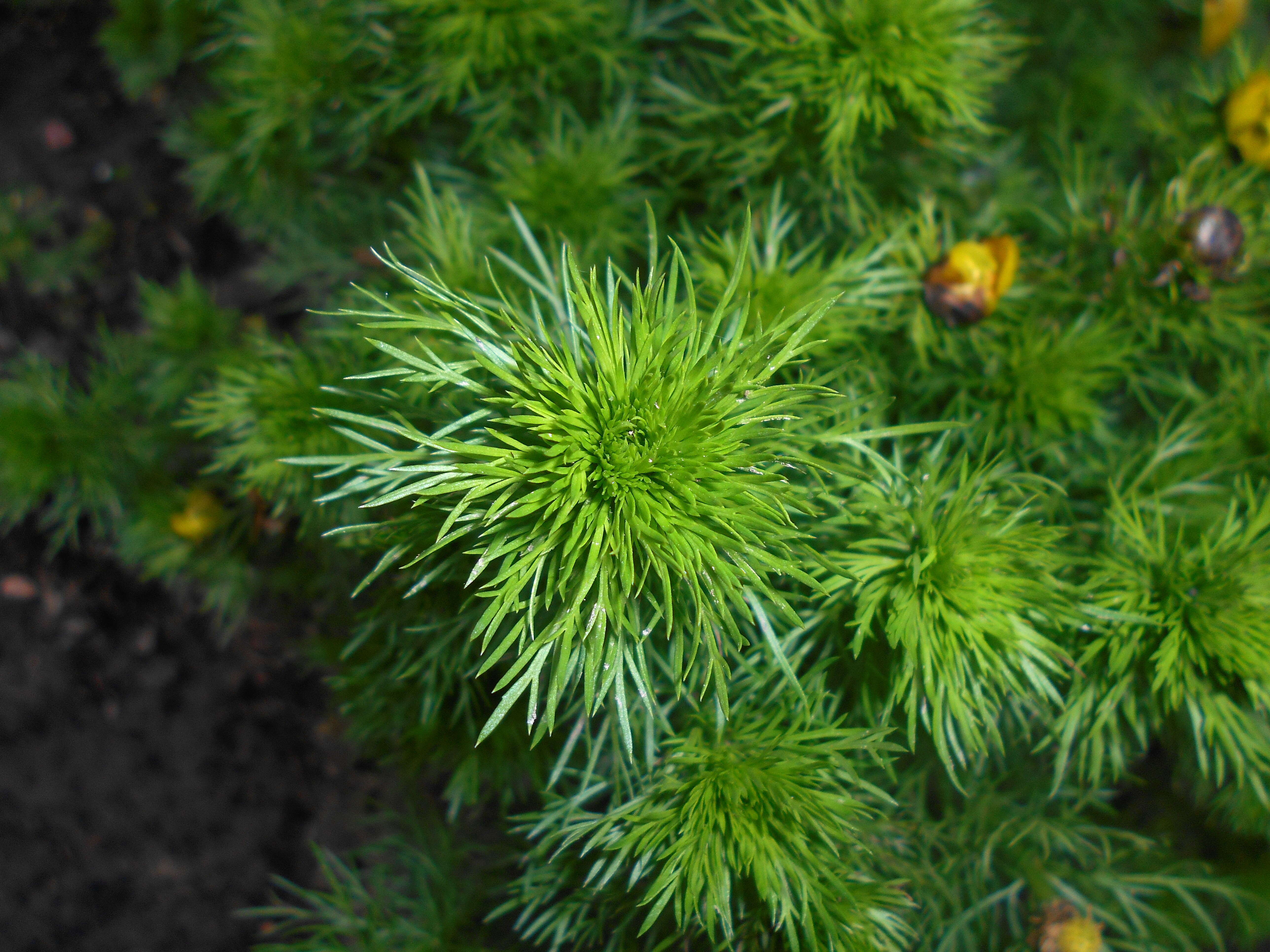 Image of false hellebore