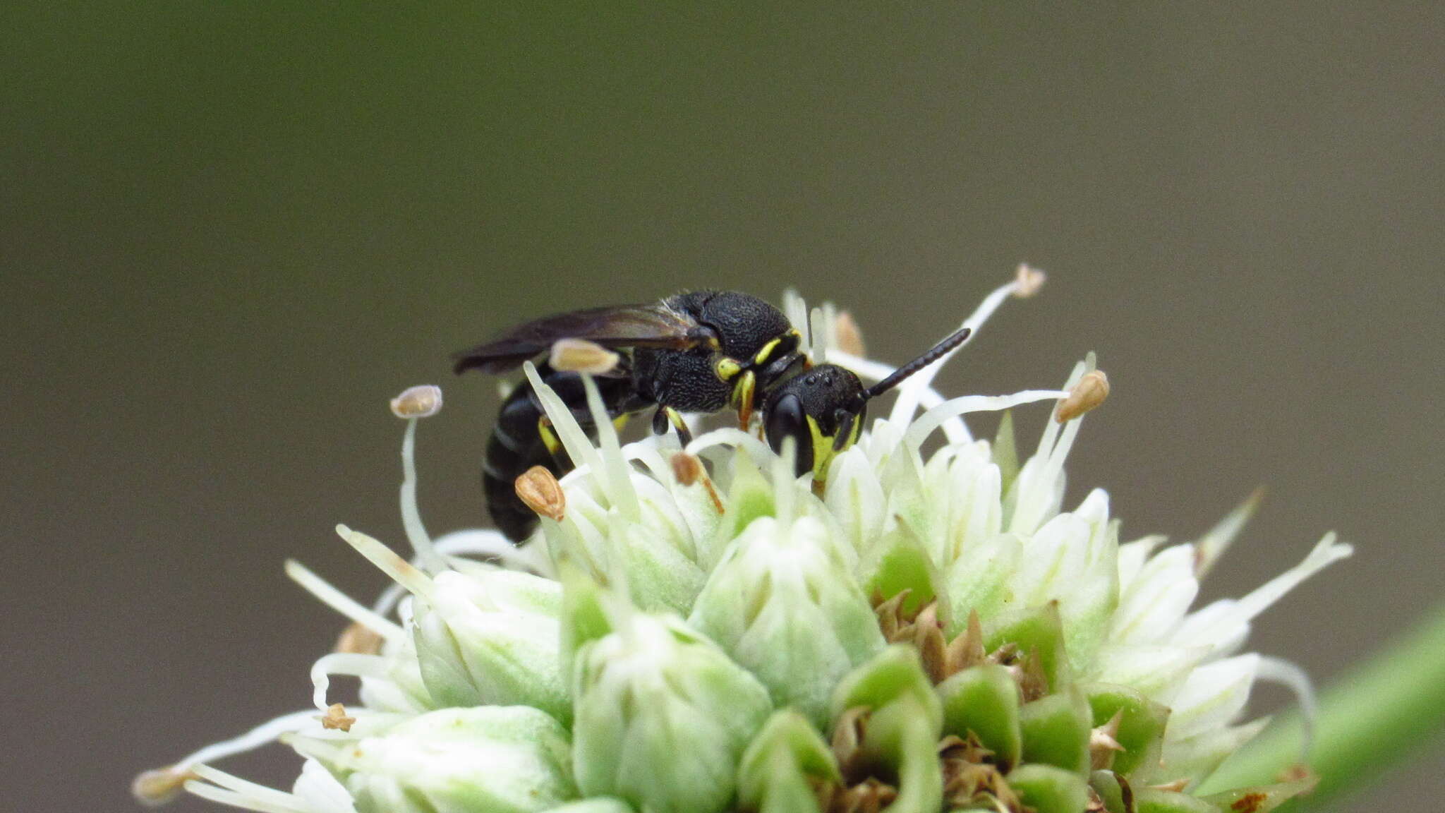 Image of Hylaeus confluens (Smith 1853)