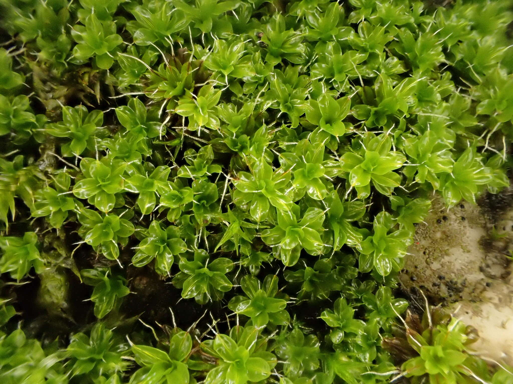 Image of Syntrichia virescens Ochyra 1992