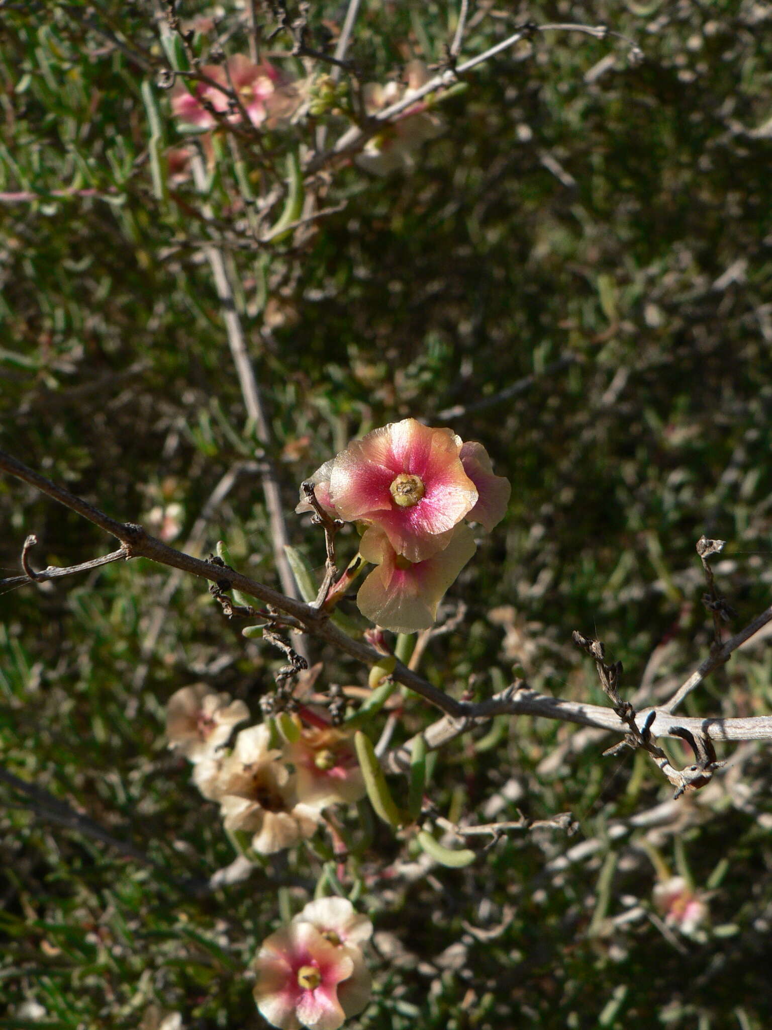 Plancia ëd Salsola oppositifolia Desf.