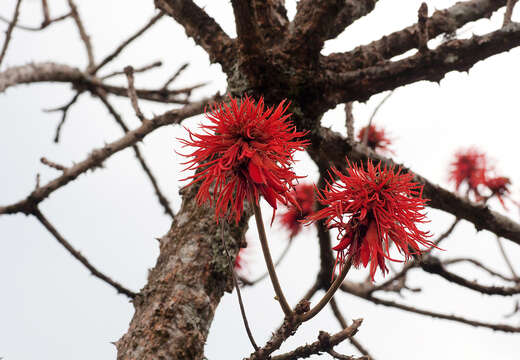 Imagem de Erythrina abyssinica DC.