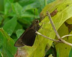 Caltoris brunnea Snellen 1876 resmi