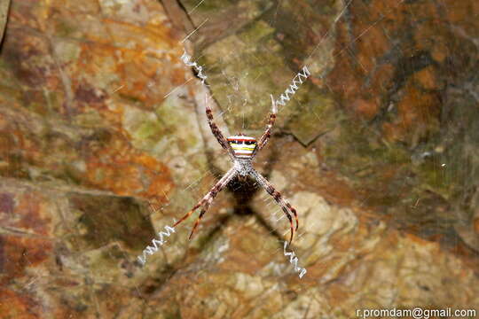 Image of Multi-coloured St Andrew's Cross Spider