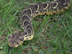 Image of puff adder