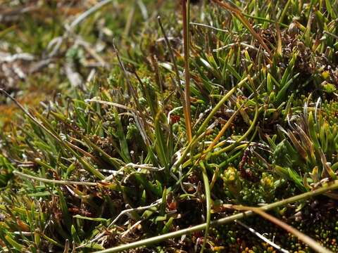 Rytidosperma nigricans (Petrie) Connor & Edgar resmi