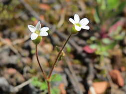 Image of nailwort