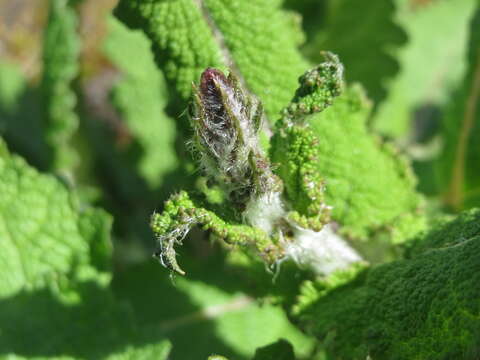 Imagem de Salvia pratensis L.