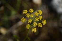 صورة Chaerophyllum coloratum L.