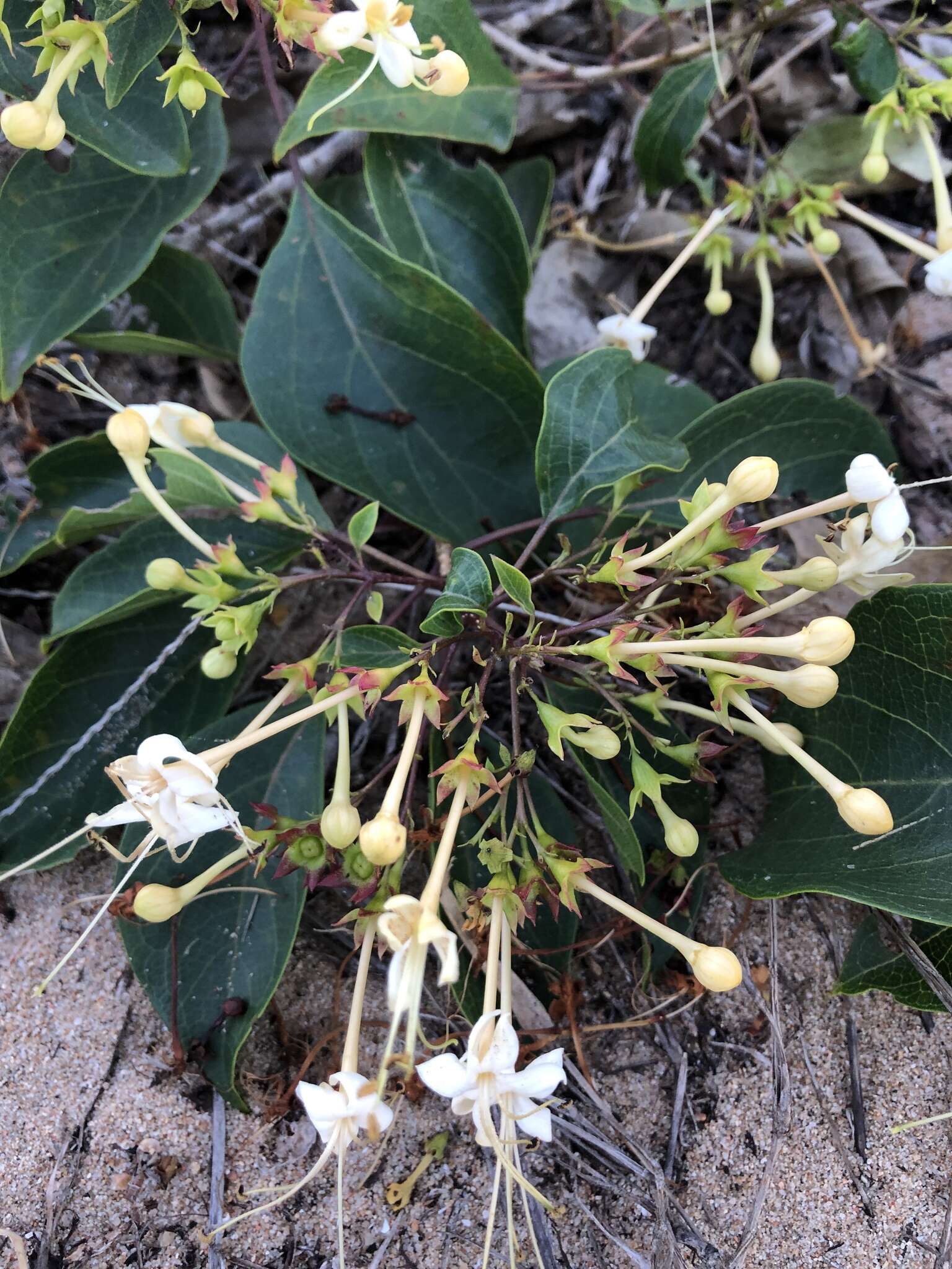 Image of Clerodendrum floribundum R. Br.