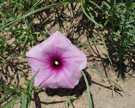 Слика од Ipomoea bolusiana Schinz