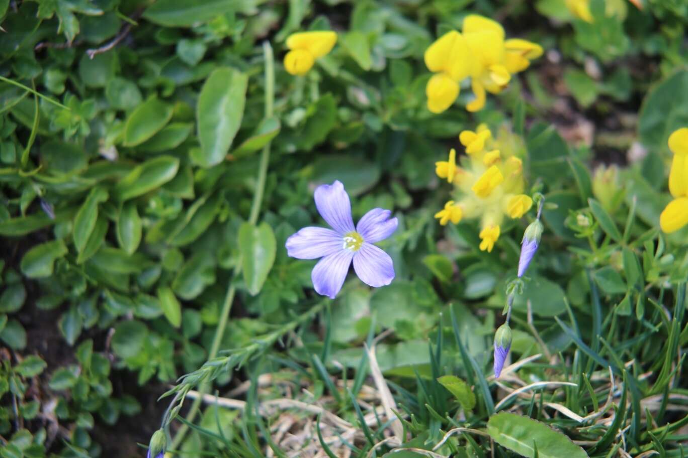 Imagem de Linum alpinum subsp. julicum (Hayek) Hegi