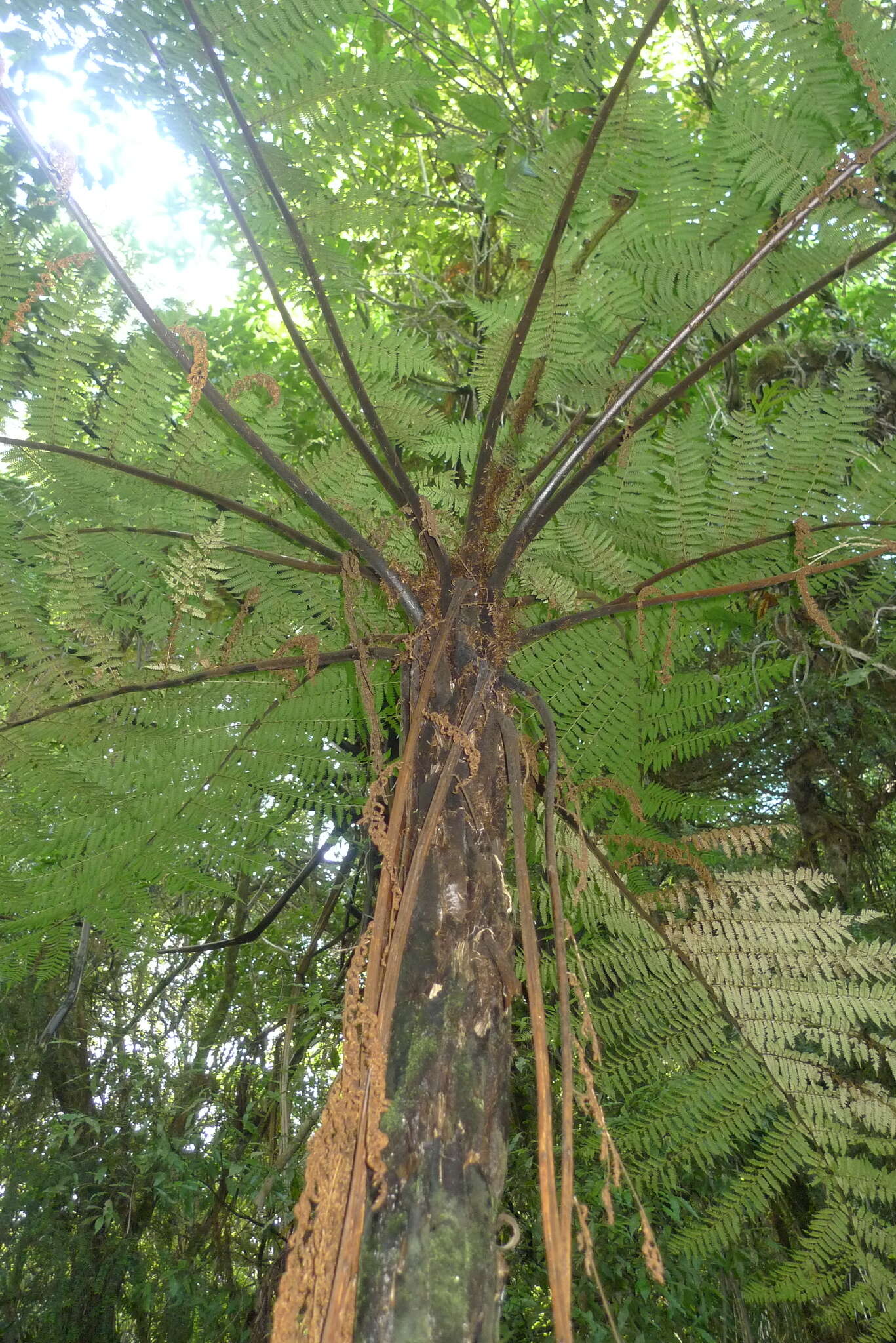 Image of Tree Fern Gully