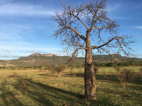 Image of Baobab