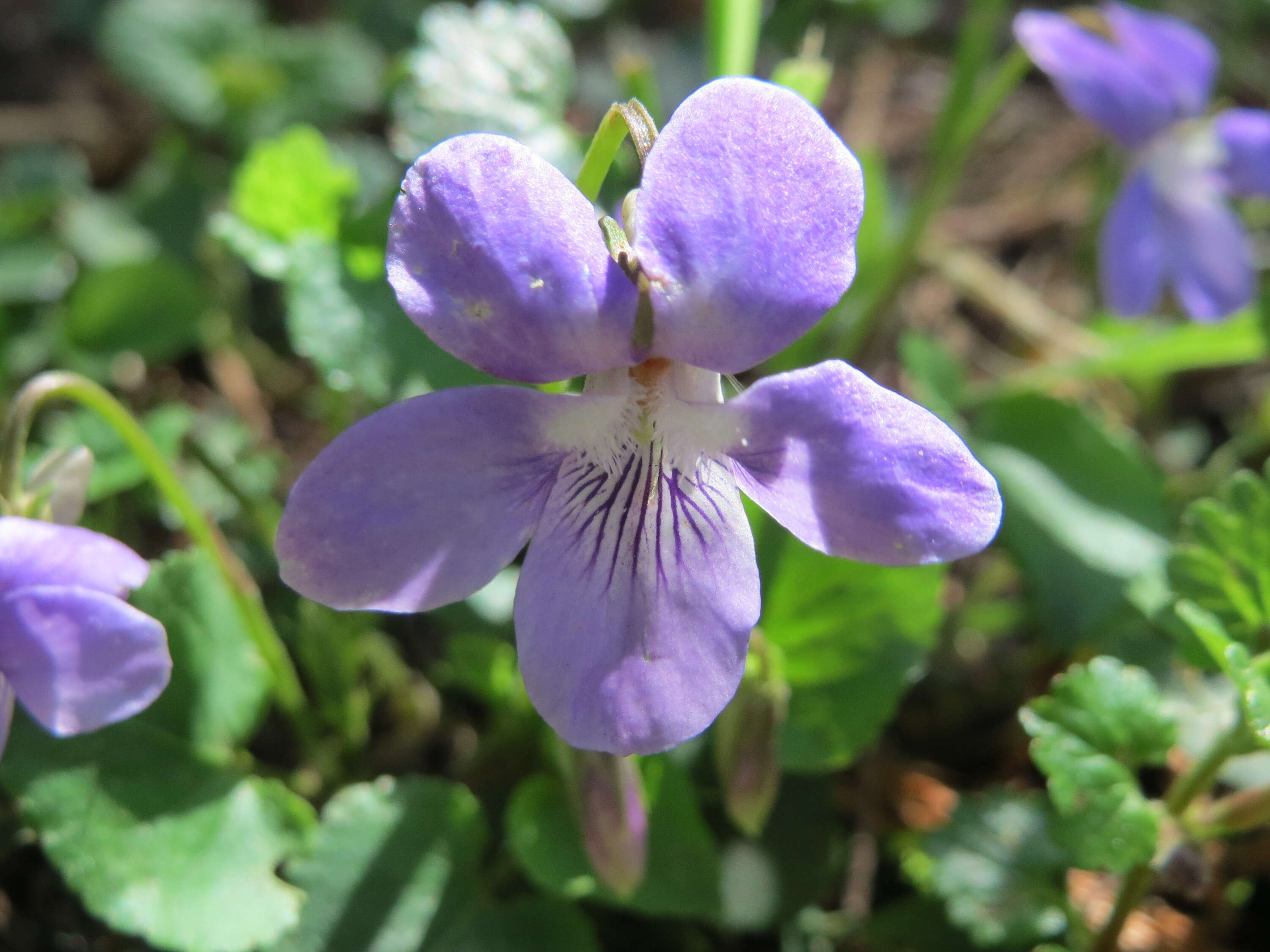 Image of common dog-violet