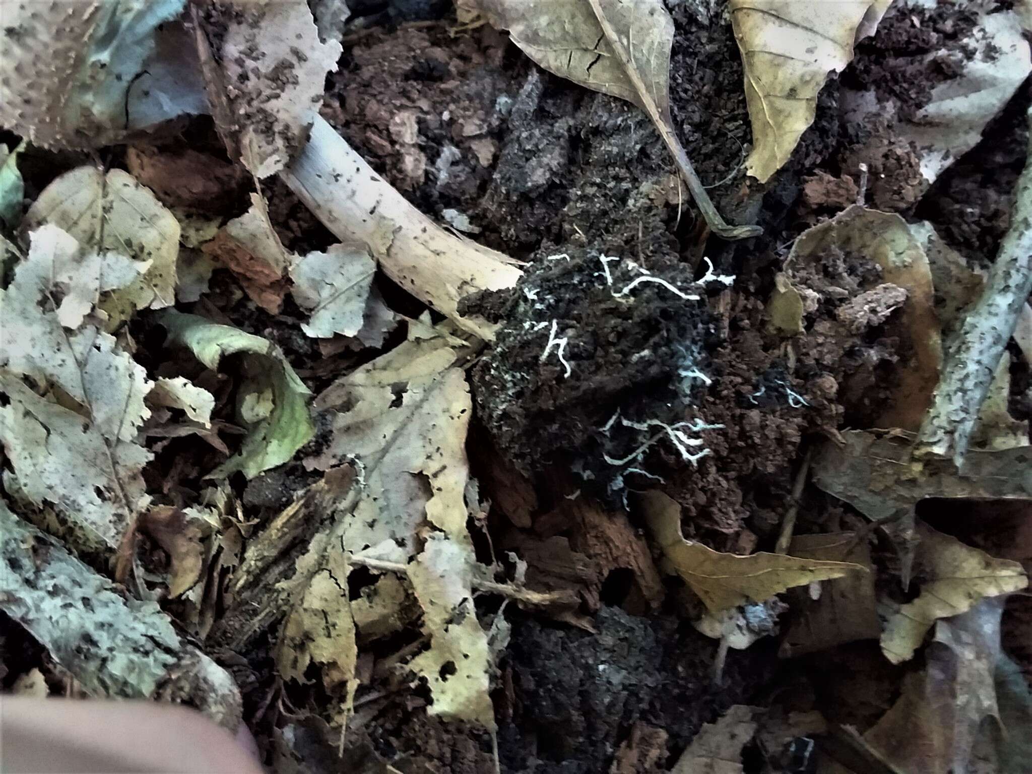 Image of Cystolepiota eriophora (Peck) Knudsen 1978