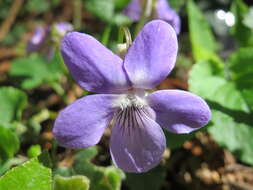 Image of common dog-violet