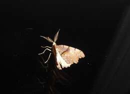 Image of brown fern moth