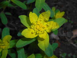 Image of cushion spurge