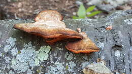 Image of Pycnoporus cinnabarinus (Jacq.) P. Karst. 1881