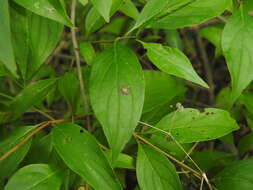 Image of Parallelodiplosis subtruncata (Felt 1907)